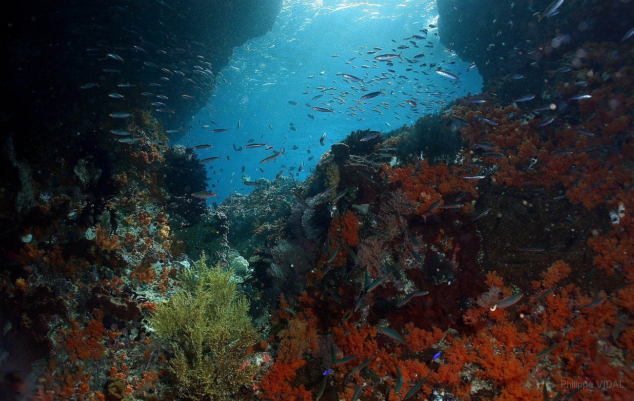 Raja Ampat 2016 - Corail - Ambiance - IMG_4686_rc.jpg